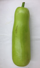 Fresh LONG SQUASH LOKI $-Lb