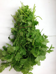 CILANTRO ( DHANA) BUNCH $-EACH