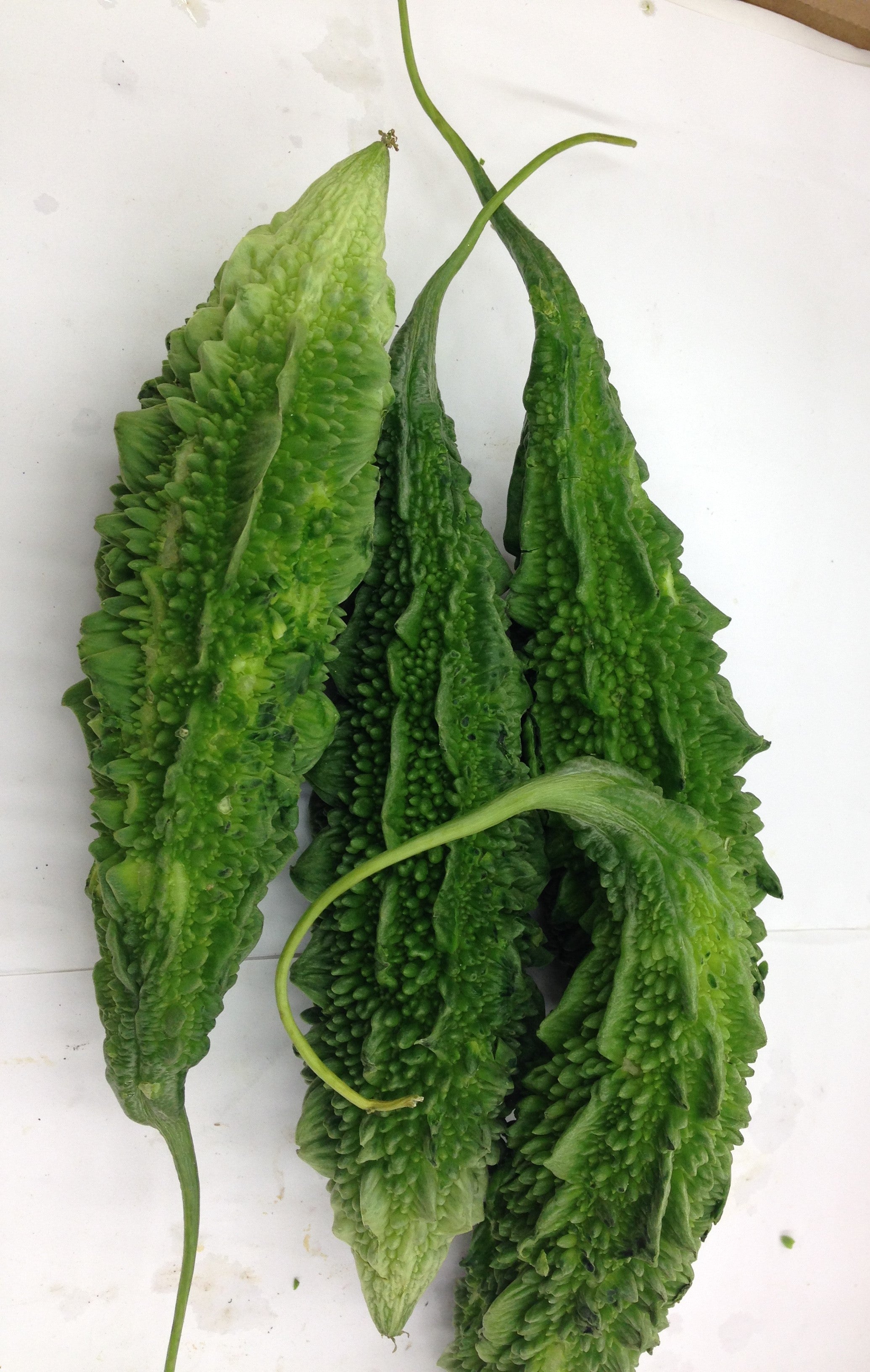 Fresh INDIAN KARELA $-LB