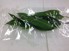 Fresh MANGO LEAVES -5 for $1.29