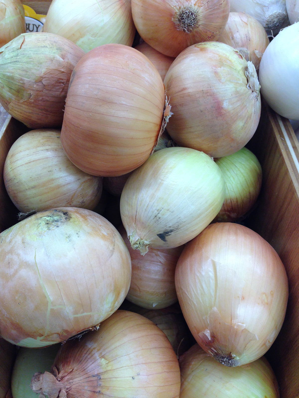 Fresh SPANISH ONION $-Lb