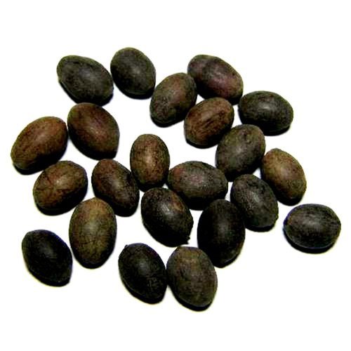 Divine Supplies Kamal Gatta ( Kamal Kakri)20 Gms