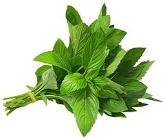 Fresh MINT LEAVES $-Each